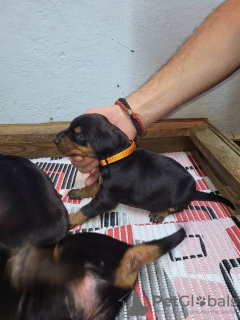 Photo №1. dobermann - à vendre en ville de Obrenovac | négocié | Annonce №133043