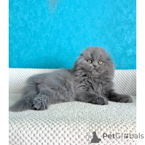 Photo №1. scottish fold - à vendre en ville de Leeds | 350€ | Annonce № 174391