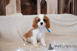 Photos supplémentaires: Chiots Cavalier King Charles Spaniel