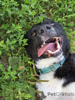 Photo №4. Je vais vendre chien bâtard en ville de Rivière moscou. annonce privée - prix - Gratuit