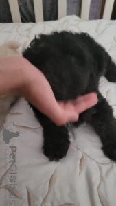 Photo №2 de l'annonce № 50070 de la vente maltipu - acheter à Irlande annonce privée