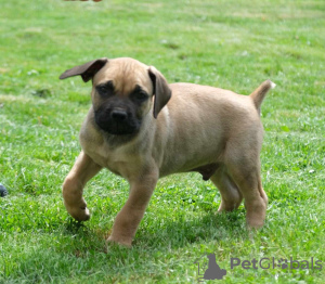 Photos supplémentaires: Chiots Boerboel (Mâtin sud-africain)