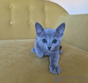 Photo №1. bleu russe - à vendre en ville de Bochum | 350€ | Annonce № 177744