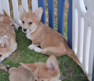 Photo №4. Je vais vendre welsh corgi en ville de Nouveau jardin. éleveur - prix - négocié