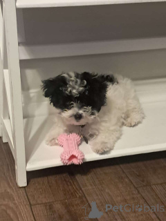 Photo №2 de l'annonce № 150136 de la vente maltipu - acheter à Allemagne annonce privée, éleveur