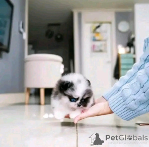 Photo №1. spitz nain - à vendre en ville de Chicago | 425€ | Annonce №137885