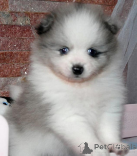 Photo №3. Adorables mini chiots de Poméranie. Suisse