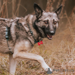 Photo №2 de l'annonce № 66096 de la vente chien bâtard - acheter à Fédération de Russie de l'abri