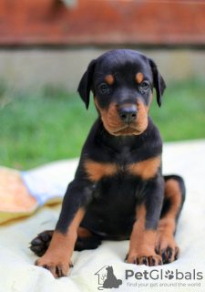 Photos supplémentaires: Meilleurs chiots Dobermann