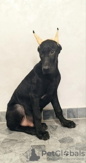 Photo №2 de l'annonce № 105962 de la vente dobermann - acheter à Serbie éleveur