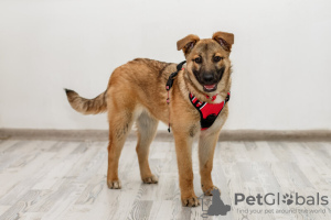 Photo №3. Intelligent et beauté Vera 4,5 mois. Entre de bonnes mains.. Fédération de Russie