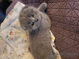 Photo №1. scottish fold - à vendre en ville de Sacramento | négocié | Annonce № 109501