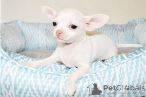 Photo №3. Adorables chiots Chihuahua en adoption gratuite. Allemagne