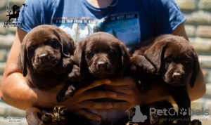 Photo №3. Chiots labrador retriever. Serbie