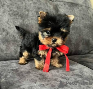 Photo №1. yorkshire terrier - à vendre en ville de Edingen-Neckarhausen | 750€ | Annonce №158069