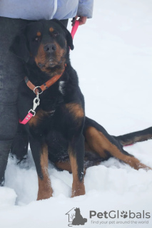 Photos supplémentaires: Les Rottweiler Snickers entre de bonnes mains