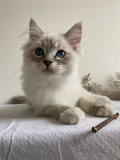 Photo №1. ragdoll - à vendre en ville de Carcassonne | 700€ | Annonce № 162966