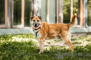 Photo №2 de l'annonce № 98144 de la vente chien bâtard - acheter à Fédération de Russie de l'abri