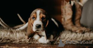 Photo №4. Je vais vendre basset hound en ville de Winterthour.  - prix - négocié