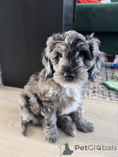 Photo №2 de l'annonce № 156420 de la vente labradoodle - acheter à Suède annonce privée