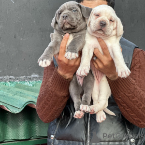 Photo №3. Rare Chiot Cane Corso Blanc Deux Beaux Frères Et Sœurs Bleus Disponibles. Allemagne