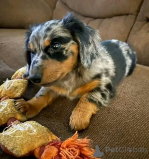 Photo №2 de l'annonce № 164806 de la vente teckel - acheter à Allemagne annonce privée, de l'abri