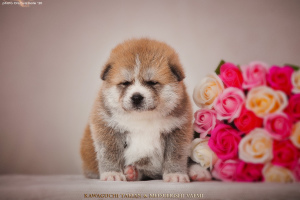 Photo №2 de l'annonce № 6177 de la vente akita (chien) - acheter à Fédération de Russie de la fourrière