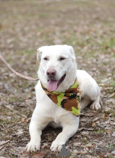 Photo №2 de l'annonce № 138798 de la vente chien bâtard - acheter à Fédération de Russie 