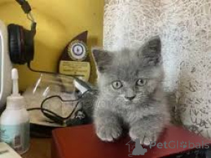 Photo №3. Chatons britanniques Shorthair. Allemagne