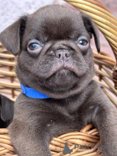 Photo №3. Petit brabancon au chocolat (Griffon lisse). Serbie