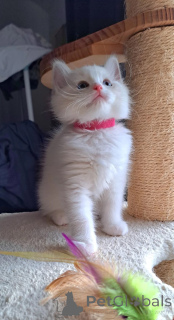 Photo №1. ragdoll - à vendre en ville de Jetonbourg | 350€ | Annonce № 174778