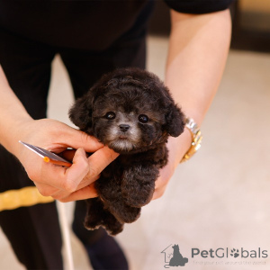 Photo №1. caniche (jouet) - à vendre en ville de Charlotte | 478€ | Annonce №151984