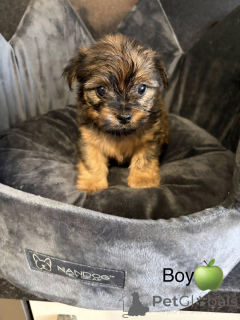 Photo №1. chow-chow - à vendre en ville de Arkansas City | 339€ | Annonce №163986