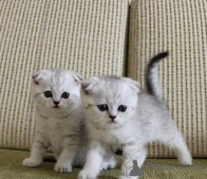 Photo №1. munchkin - à vendre en ville de Bouchère | 350€ | Annonce № 172312