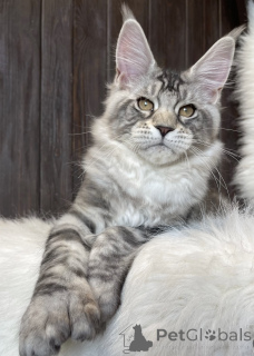 Photo №1. maine coon - à vendre en ville de Baden-Baden | 990€ | Annonce № 163667