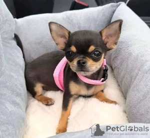 Photo №1. chihuahua - à vendre en ville de Porto | Gratuit | Annonce №123079