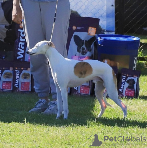 Photo №3. Whippet mâle pour la reproduction en Fédération de Russie. Annonce № 123326