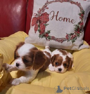 Photo №1. cavalier king charles spaniel - à vendre en ville de Berlin | négocié | Annonce №169715