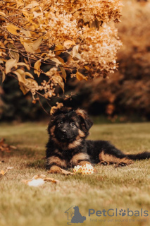 Photos supplémentaires: Beaux chiots GSD d'Europe à vendre