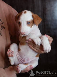 Photos supplémentaires: Chiots Podenco Ibicenco