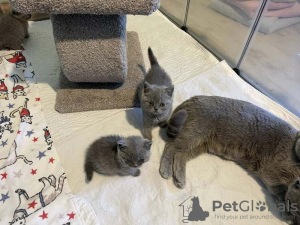 Photo №1. british shorthair - à vendre en ville de Zaventem | Gratuit | Annonce № 129686