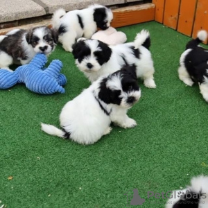 Photo №1. shih tzu - à vendre en ville de Мёнхенгладбах | 200€ | Annonce №129852