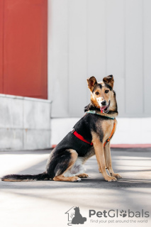 Photo №2 de l'annonce № 110732 de la vente chien bâtard - acheter à Fédération de Russie de l'abri