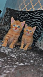 Photo №1. maine coon - à vendre en ville de Aarbergen | 300€ | Annonce № 155349