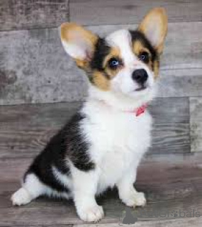 Photo №4. Je vais vendre welsh corgi en ville de Sion.  - prix - négocié