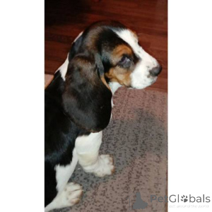 Photo №4. Je vais vendre basset hound en ville de Sremska mitrovica.  - prix - négocié