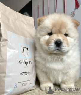 Photo №2 de l'annonce № 83563 de la vente chow-chow - acheter à USA annonce privée