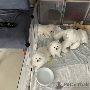 Photo №4. Je vais vendre spitz nain en ville de Cologne. annonce privée - prix - 372€