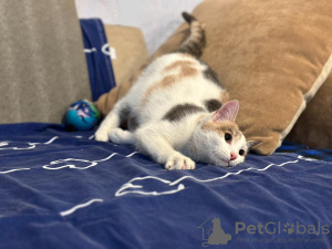 Photo №4. Je vais vendre  en ville de Москва.  - prix - Gratuit