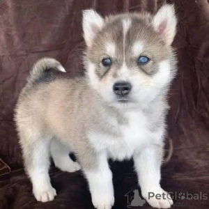 Photo №1.  - à vendre en ville de Berlin | négocié | Annonce №161316